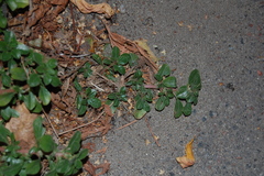 Amaranthus blitoides