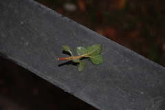 Amaranthus blitoides