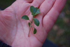 Amaranthus blitoides