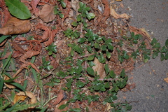 Amaranthus blitoides
