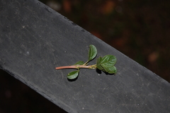 Amaranthus blitoides