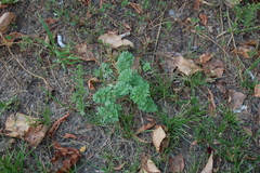 Artemisia absinthium