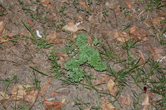 Artemisia absinthium
