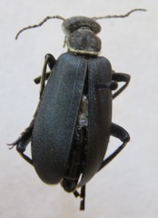 Epicauta vidua
