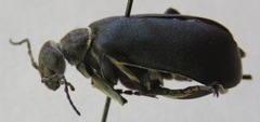 Epicauta vidua
