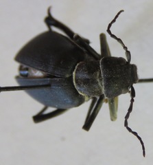 Epicauta vidua