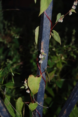 Fallopia dumetorum