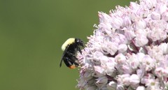 Bombus bellicosus