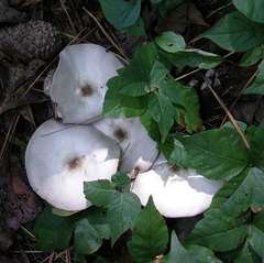 Agaricus pocillator