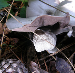 Agaricus pocillator