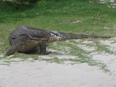 Varanus palawanensis