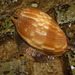 Melon Shell - Photo (c) Bill & Mark Bell, some rights reserved (CC BY-NC-SA)