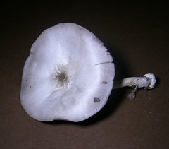 Agaricus pocillator
