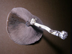 Agaricus pocillator