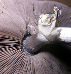 Agaricus pocillator