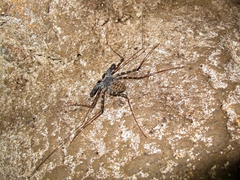 Phrynichidae