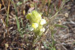 Castilleja rubicundula lithospermoides