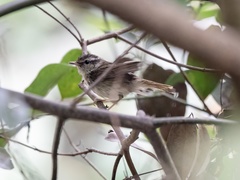 Phylloscopus tenellipes