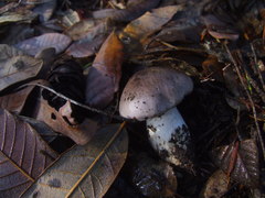 Entoloma subsaundersii