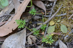 Xanthosia dissecta