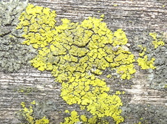 Candelaria concolor