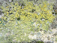 Candelaria concolor