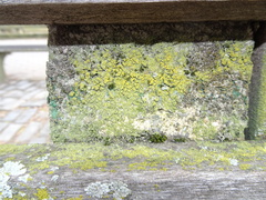 Candelaria concolor