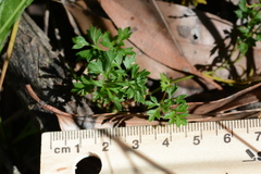 Xanthosia dissecta
