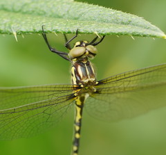 Eusynthemis virgula
