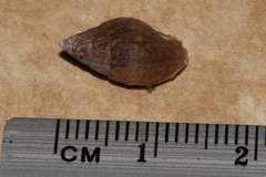 Pardalinops testudinaria