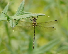 Eusynthemis virgula