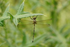Eusynthemis virgula