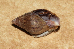 Pardalinops testudinaria