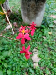 Epidendrum × obrienianum