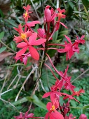 Epidendrum × obrienianum