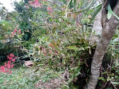 Epidendrum × obrienianum