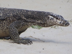 Varanus palawanensis