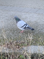 Columba livia