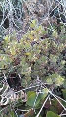 Arctostaphylos × media
