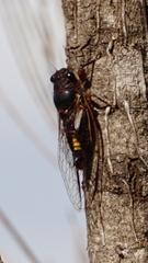 Yoyetta spectabilis