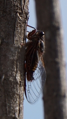 Yoyetta spectabilis
