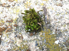 Grimmia trichophylla