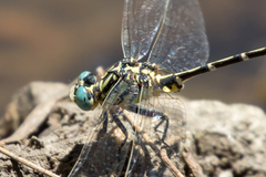 Austrogomphus cornutus