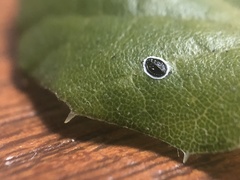 Tetraleurodes perileuca