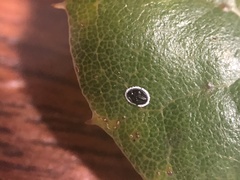 Tetraleurodes perileuca