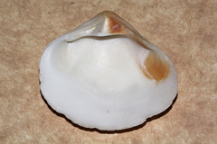 Eucrassatella cumingii