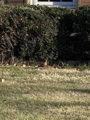 Turdus migratorius