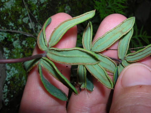 Pellaea ternifolia