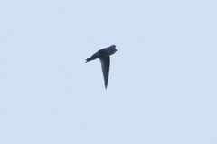 Aerodramus unicolor