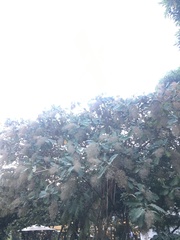 Bocconia frutescens